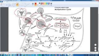 Picornaviridae Multiplication Cycle [upl. by Bander]