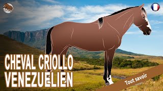 CHEVAL CRIOLLO VÉNÉZUÉLIEN les chevaux par excellence des cavaliers Llaneros RACES DE CHEVAUX [upl. by Auqinot]