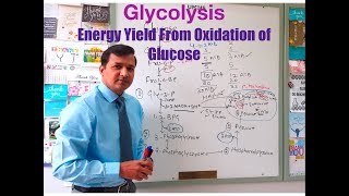 Glycolysis  Energy Yield From Glucose Oxidation [upl. by Haras]