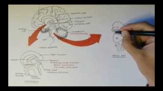 Brain Anatomy Overview  Lobes Diencephalon Brain Stem amp Limbic System [upl. by Anial865]