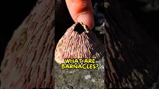 Barnacles Aren’t What You Think🫣 [upl. by Bloem]