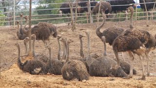 Over 80 ostriches seen running through city after escaping S China farm [upl. by Ardme170]