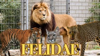 Different Species of Cat Family  Wild Cats  Felidae [upl. by Gytle280]