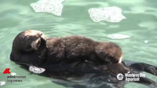 La lontra partorisce nel Monterey Bay Aquarium [upl. by Antin]