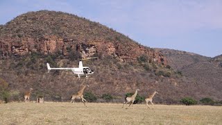 Relocating Wildlife In Africa  Wildlife Management Experiences [upl. by Tonl132]