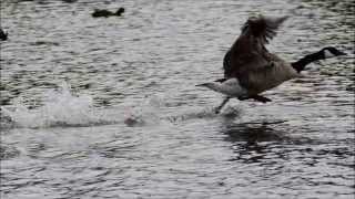 Swan versus geese Highams Park Lake E4 5th April 2014 [upl. by Trask]