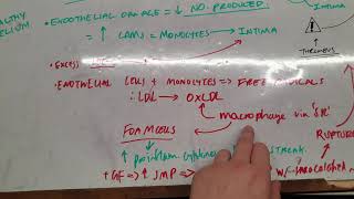 Formation of an atheromatous plaque LS5010 [upl. by Tteve]