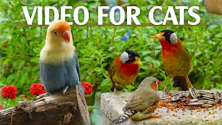 Best For Cats Mesmerizing Bird Videos Tailored For Curious Cats  Catt TV Central [upl. by Atiluap]