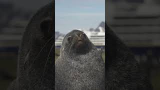 Sleepy Fur Seal  Antarctica  Lindblad Expeditions [upl. by Varion364]