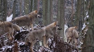 Wölfe Augen Reflexion Leuchtende Augen Tiere  Wolfcenter  by schuhplus Dörverden [upl. by Butcher]