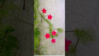 tarulataflowers gardenbeauty rooftopgarden nature lovebloomingflowers shortvideo [upl. by Jarita685]