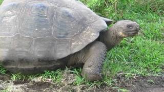 Giant tortoise walking [upl. by Ccasi214]