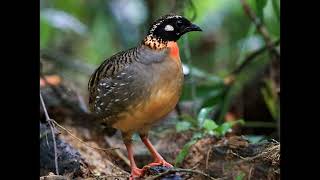 Arborophila ardens Hainan Partridge [upl. by Vanda]