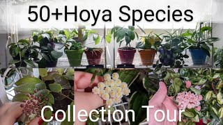 Hoya Collection TourHouseplant Tour Part 1 [upl. by Eahsed]