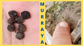 How to Grow Murraya Paniculata From Seeds  Marwa plant grow seeds at home  plants documentary [upl. by Jorry]