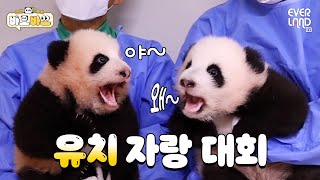 ENG 유치 자랑하며 수다 삼매경 빠진 쌍둥이 아기판다ㅋㅋㅋ｜바오바오 EP12 루이바오amp후이바오  에버랜드 판다월드 [upl. by Shama858]