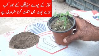 how to grow tomato plant from seedlingTamator ugane ka asan tarika [upl. by Peg339]