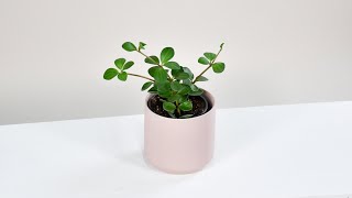 Peperomia Hope Soil Propagation [upl. by Oringas]