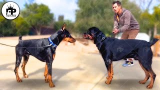 Rottweiler vs Doberman Which Is Best [upl. by Chamkis]