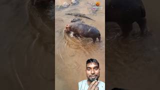 Crocodile vs hippopotamus। animals reaction shorts wildlife [upl. by Lieberman]