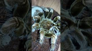 Pamphobeteus sp mascara tarantula hunts black cricket [upl. by Lunetta]