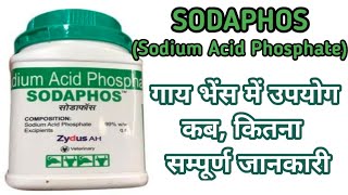 Sodaphos Powder uses in Cattle in hindi [upl. by Kcirded]