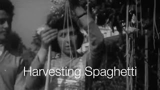 BBC SpaghettiHarvest in Ticino  Switzerland Tourism [upl. by Knudson]