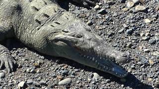 Costa Rica  Tarcoles Cocodrilos  Tarcoles River Crocodile amp Bird watching [upl. by Chadd63]