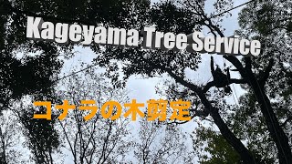 Pruning of Serrata Tree 剪定 コナラの木 kageyama Tree Service [upl. by Forras]