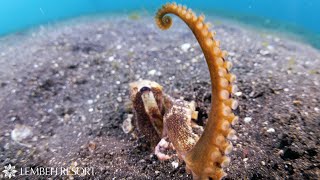 December 2023 Highlights from the Lembeh Strait by Jacob Guy [upl. by Yelknirb]