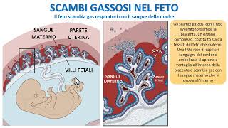 SCAMBI GASSOSI NEL FETO [upl. by Enyale96]