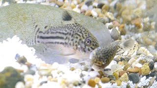 How I Bred Corydoras At Home Trilineatus  False Julii [upl. by Nosnah685]