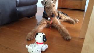 Airedale Terrier v fisherprice puppy [upl. by Blank]