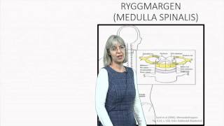 Nervesystemet del 22 [upl. by Magdalene]