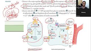 شرح ال Insulin regulation amp Glucose Transporters بالتفصيل [upl. by Eugenio217]