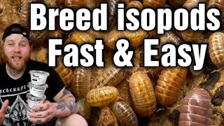 The Best Way To Breed Isopods Beginners Guide [upl. by Rajewski166]