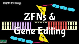 ZFNs  Gene Editing Using Zinc Finger Nucleases  ZFN Mediated Gene Editing  Gene Editing Nucleases [upl. by Seaddon]