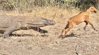 AmazingKomodo Chasing Baby Goats Very Quickly😱 [upl. by Namad]