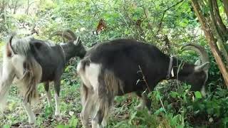 Goats love Lambsquarters [upl. by Anielram]