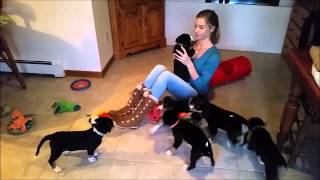 Riverwest Entlebucher Puppies  Week 8  Playful Evening [upl. by Orazal]