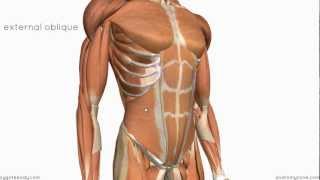 Layers of the Abdominal Wall [upl. by Anidan]