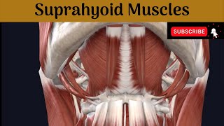 Suprahyoid Muscles  Attachment  Nerve Supply Actions Relations of Posterior belly of Digastric [upl. by Rise336]