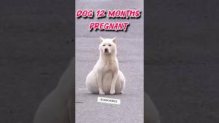 Pregnant dog videos shorts [upl. by Wixted]