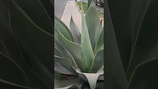 Agave Attenuata [upl. by Teena605]