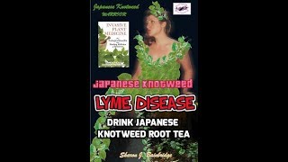 Japanese Knotweed Lyme Disease cure dosage [upl. by Nonnarb]