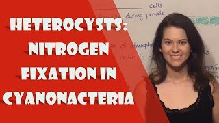 Heterocysts Nitrogen Fixation in Cyanonacteria [upl. by Niela663]