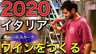 【ワイン造り】トスカーナ マレンマ ワイン生活②Italy in Toscana Maremma Harvest 2020 and Making wine Morellino di scansano [upl. by Ahtivak]