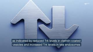 γEnolase enhances Trk endosomal trafficking to promote neurite outgrowth [upl. by Retsila]