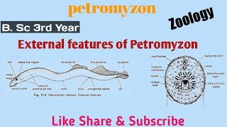 External Features of Petromyzon  Zoology  3rd Year [upl. by Rayle]