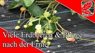 Viel Erdbeeren amp Pflege nach Ernte [upl. by Erdnael]